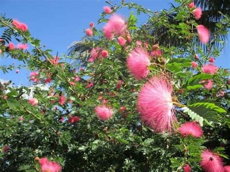 13 Powder Puff Tree Pictures And Photos Green Gardens Ideas