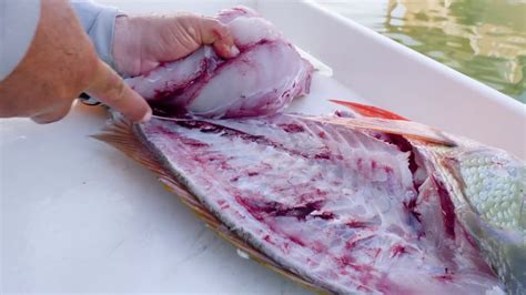 How To Fillet And Clean A Mutton Snapper Youtube