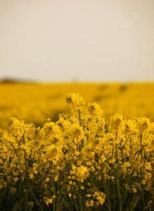 Guia completo do cultivo à colheita da canola Agro Estadão