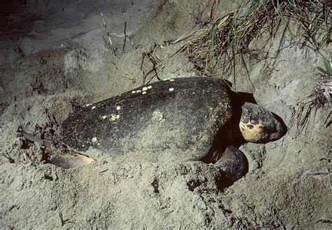 Loggerhead Turtle Nesting Photograph by Larry Cameron | Pixels