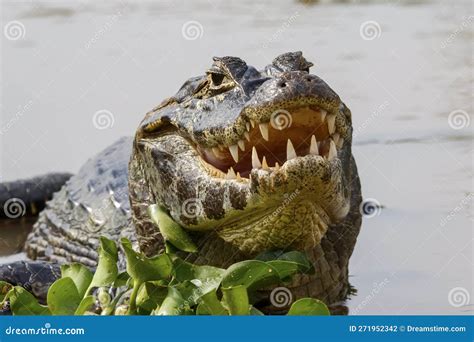close    black caiman  water pantanal wetlands mato grosso