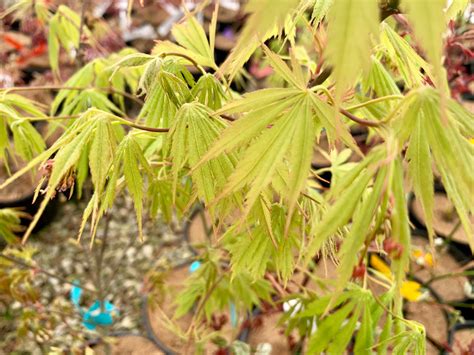 Buy Acer Palmatum Fascination Japanese Maple Mr Maple │ Buy Japanese Maple Trees