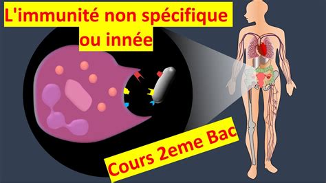 L Immunologie Partie L Immunit Non Sp Cifique Ou Inn E Youtube