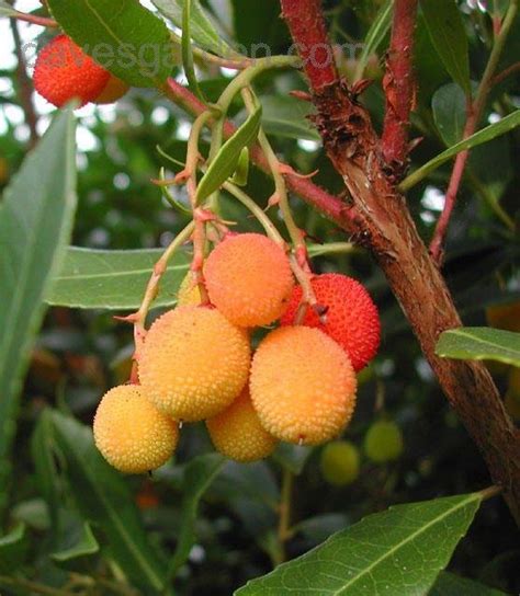 Plantfiles Pictures Killarney Strawberry Tree Arbutus Unedo 1 By