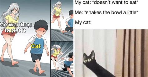 40 Funniest Cat Memes Of The Week For Your Caturday Morning Pleasure