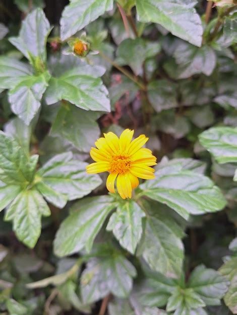 Una Flor Amarilla Con Un Centro Amarillo Se Sienta En Un Campo De Hojas