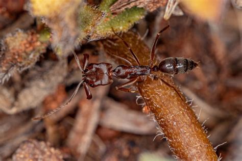 Trap Jaw Ants Habitat And Characteristics