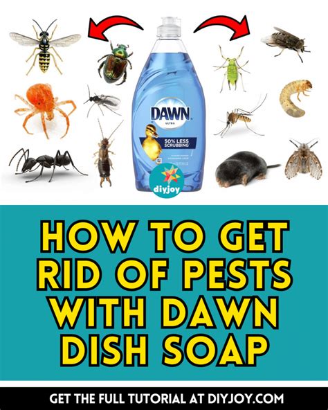 How To Get Rid Of Pests With Dawn Dish Soap