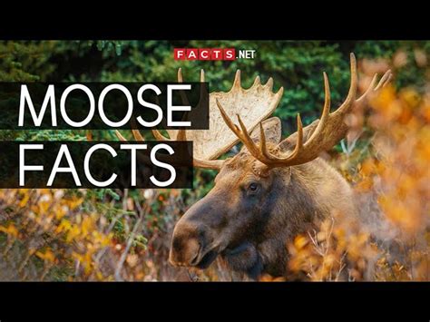 50 Incredible Moose Facts About The Worlds Largest Deer Species