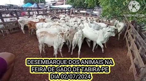 Feira Do Gado De Tabira PE O Desembarque Dia 02 07 24 Por