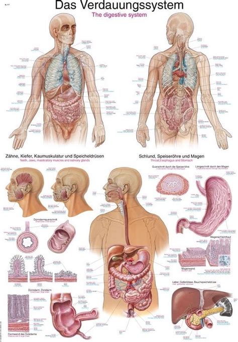 Het Menselijk Lichaam Anatomie Poster Spijsvertering Duitsengels