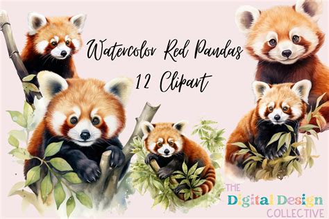 Watercolor Red Pandas Clipart Bundle Graphic By Lizballew Creative