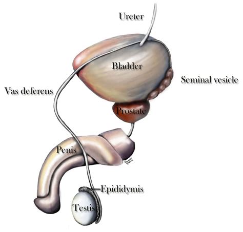 Rapid Sperm Transport The Vas Deferens And Sperm