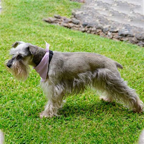 Estilos De Corte De Schnauzer Bonus Pet Grooming Club