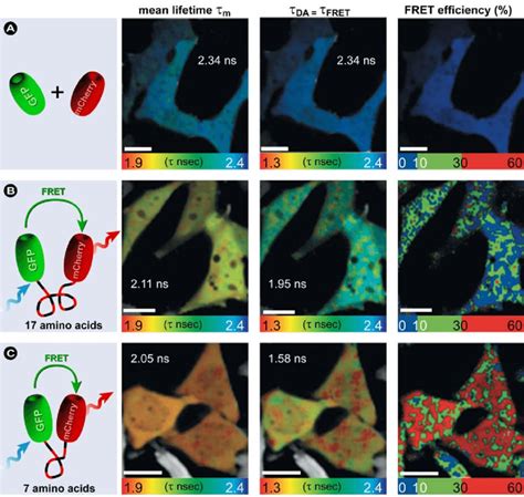 In Vivo Multiphoton FLIM FRET Measurements Living HeLa Cells