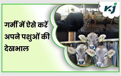 Animal Health Care तपती गर्मी लू से अपने पशुओं को ऐसे बचाएं यहां जाने