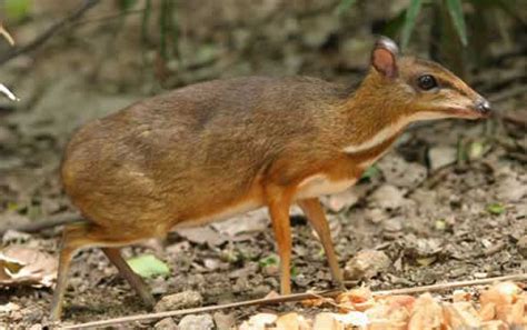 Banana Splits: Chevrotain