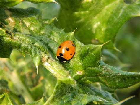 Scarce Seven Spotted Ladybird Project Noah