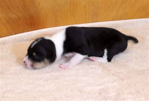 Decker Terrier Puppies for Sale