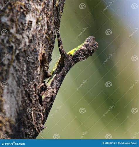 Southern Flying Squirrel Royalty-Free Stock Photo | CartoonDealer.com