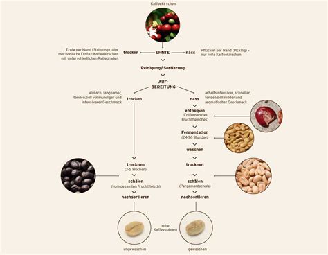 Kaffee Herstellung erklärt Kaffeewissen kaufland de