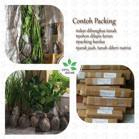 Jual Bibit Pohon Pacar Arab Tanaman Pewarna Kuku Pohon Daun Henna