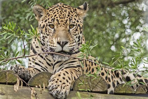 Fauna Bioparque Mbopicuá Conservación De Fauna Y Flora Autóctona