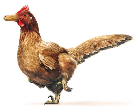 What happened to the chickenosaurus : r/Dinosaurs