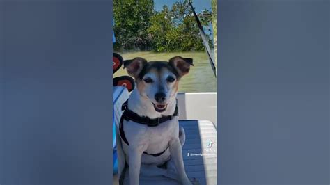 Dogs Love Boats And Weeki Wachee All Of Our Rental Boats Are Dog