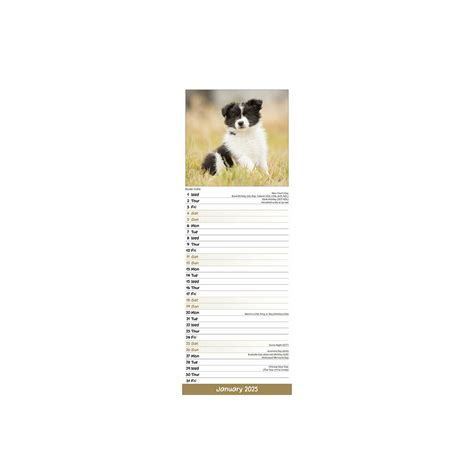 Calendrier Mural Etroit Slim Chiots Labrador Border Collie