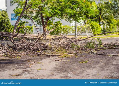 Trees Damaged And Uprooted After A Violent Storm Trees Have Fallen In