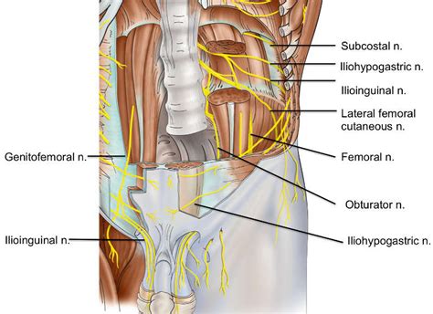 Lumbar Nerves An Overview Sciencedirect Topics Off