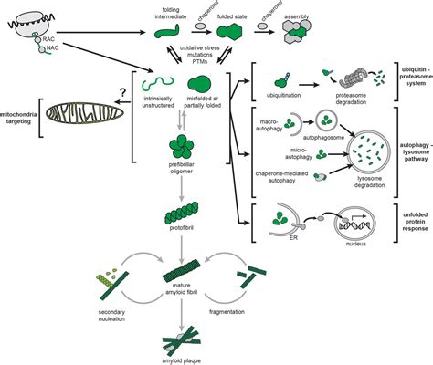 Frontiers Interactions Of Amyloidogenic Proteins With Mitochondrial