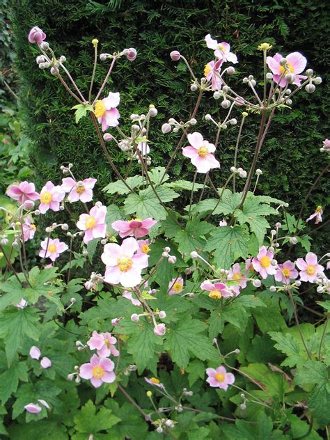 Anemone Tomentosa Robustissima Herfstanemoon De Tuinen Van Appeltern