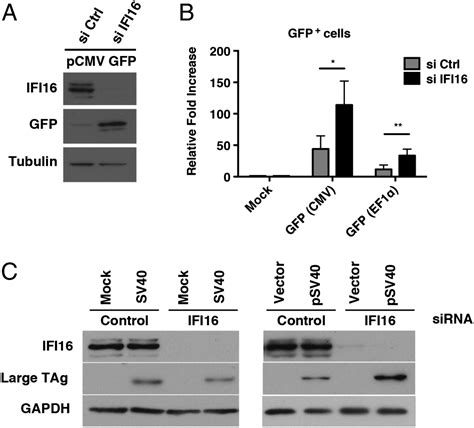 Nuclear interferon-inducible protein 16 promotes silencing of ... 