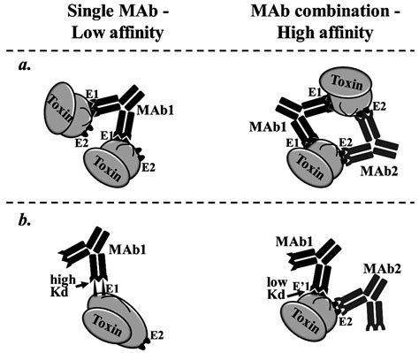 Toxins Free Full Text Monoclonal Antibody Combinations That Present