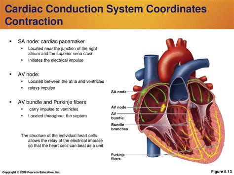 The Cardiovascular Circulatory System Ppt Download