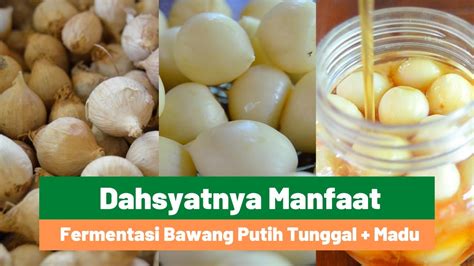 Membuat Fermentasi Bawang Putih Tunggal Dengan Madu Dan Manfaatnya