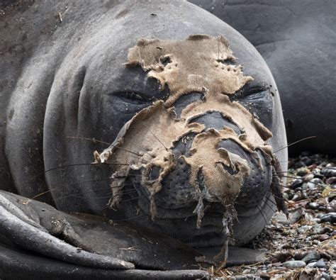 What Does Catastrophic Molt Look Like On Elephant Seals And Penguins