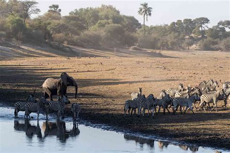 There's a 'Secret Migration' in Africa of 30,000 Zebra — and This ...