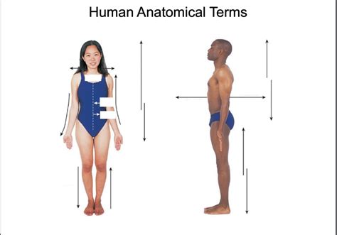 Bsc 251 L Practical 1 Anatomical Positions Diagram Quizlet