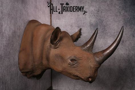 African Black Rhinoceros reproduction (Replica) shoulder mount SKU 2504 - All Taxidermy