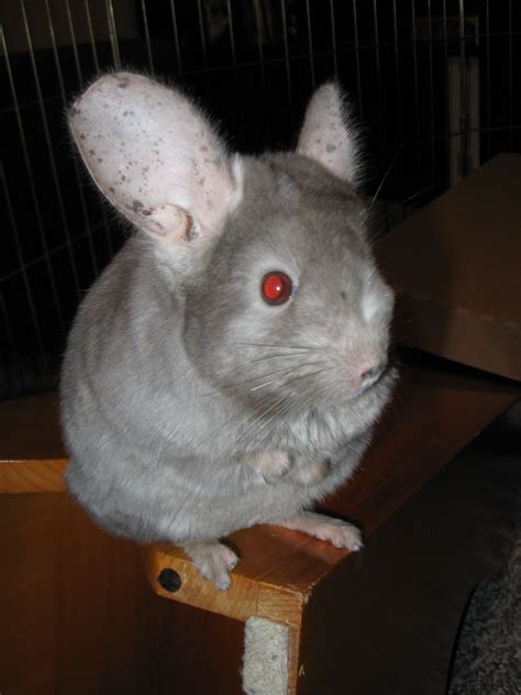 Chilificent Chinchilla Degus Animals