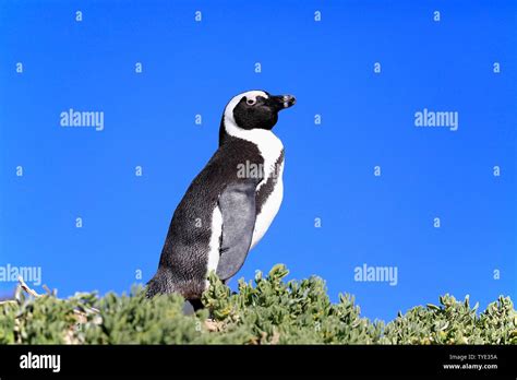 African Penguin Spheniscus Demersus Adult In Front Of Blue Sky