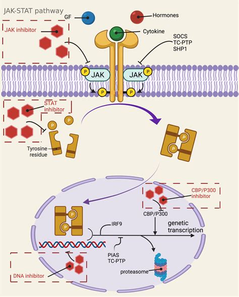 Mechanistic map of the NF κB signaling pathway BAFF B lymphocyte