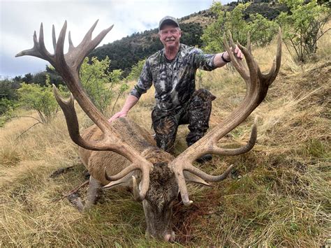 New Zealand Red Stag