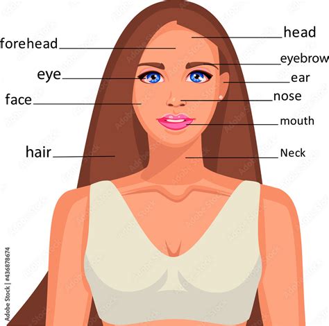 The face of a beautiful girl. Anatomy of parts of the face. For learning English Stock Vector ...