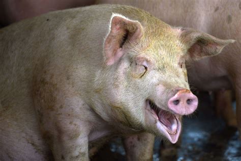 Mobster Left To Be Eaten Alive By Pigs