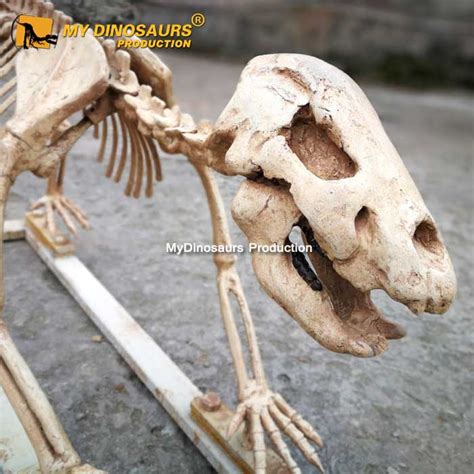 AS-056 Animal Skeleton Model Cave Bear Skeleton | My Dinosaurs