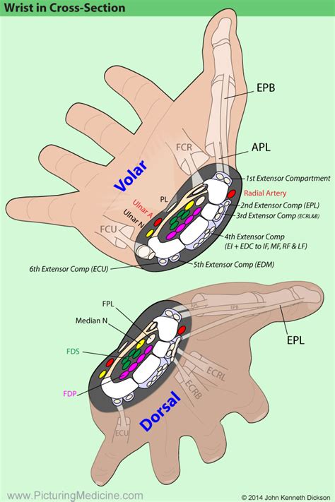 Upper Limb Tipsinplasticsurgery